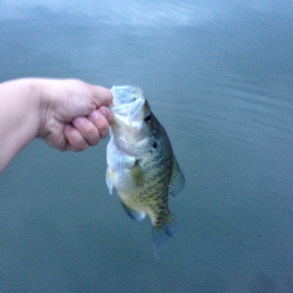 A photo of joshua49's catch