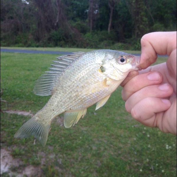 A photo of fisherman10's catch