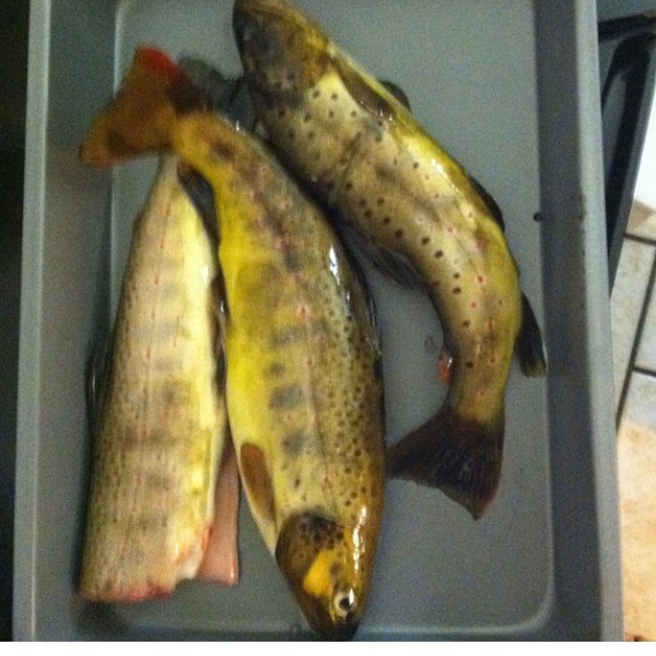 A photo of HG96's catch