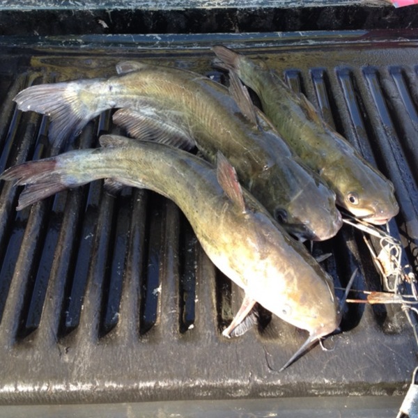 A photo of dtrojcak's catch