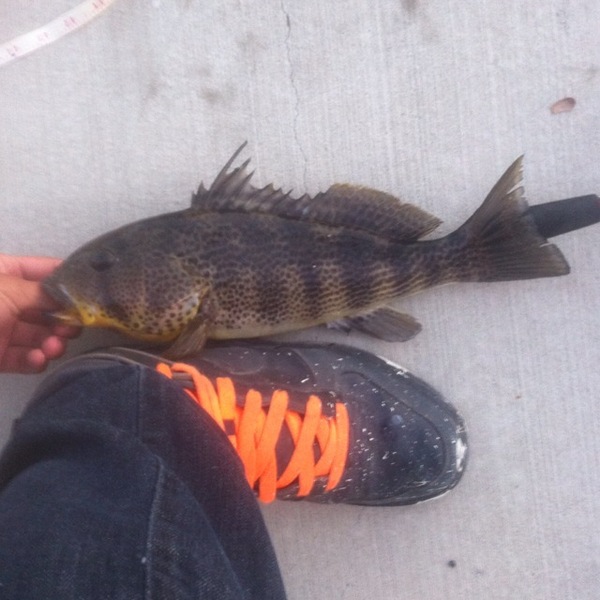 A photo of bpound's catch