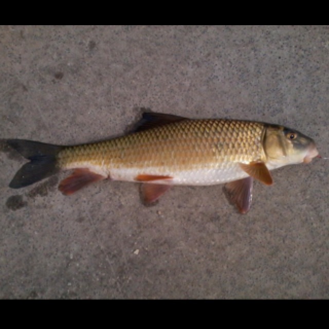 A photo of fishwizard52's catch