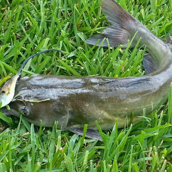 A photo of Leif  Moleski's catch