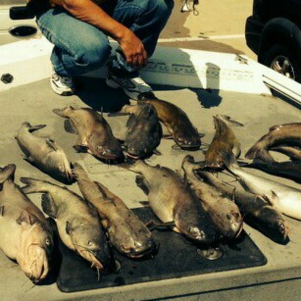Caught a Blue Catfish on using a Cut Mullet on Jugs