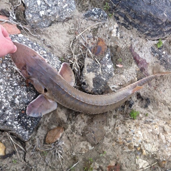 A photo of jlooper's catch