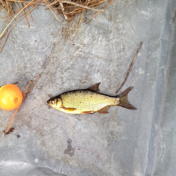A photo of Michael Barkley 's catch