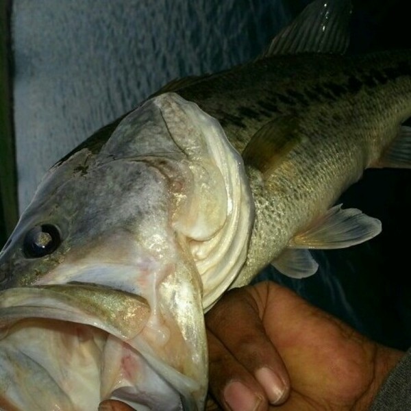 A photo of MrByck's catch