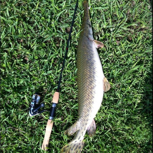 A photo of TrippyT2's catch