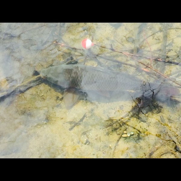 A photo of TONI_31's catch