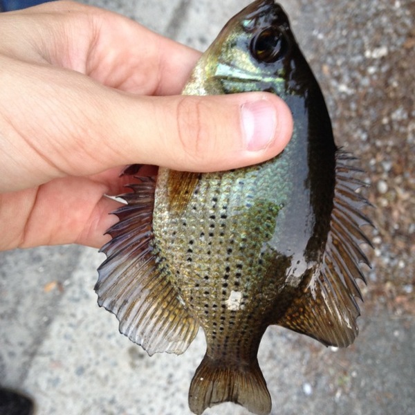 A photo of ChasinTails904's catch