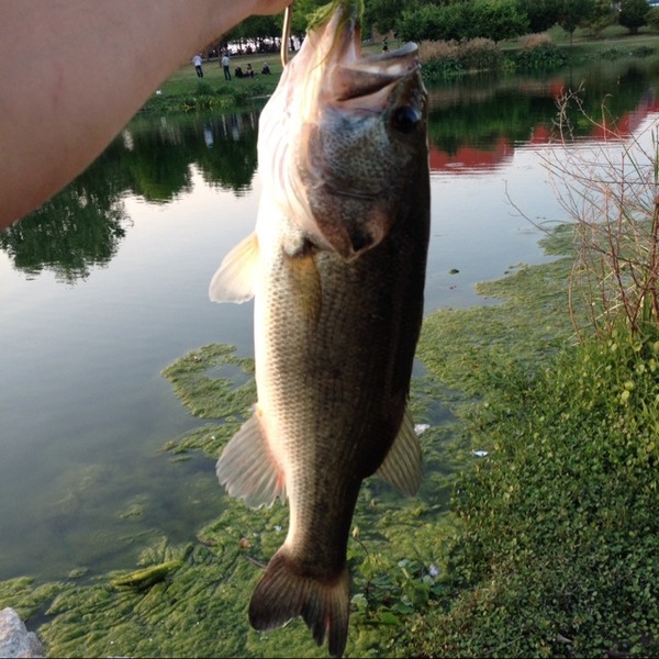 A photo of Kev1107's catch