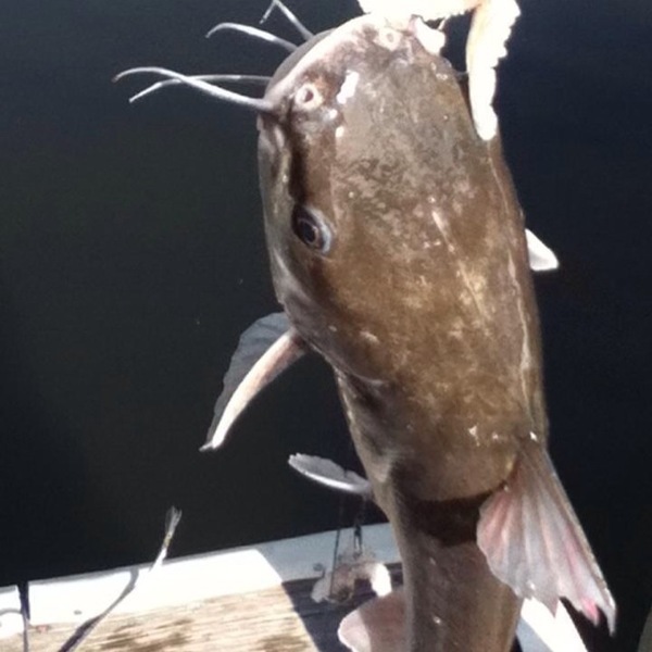 A photo of PondCaster's catch
