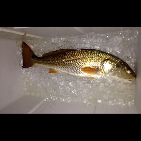 A photo of Bassterbaiter's catch