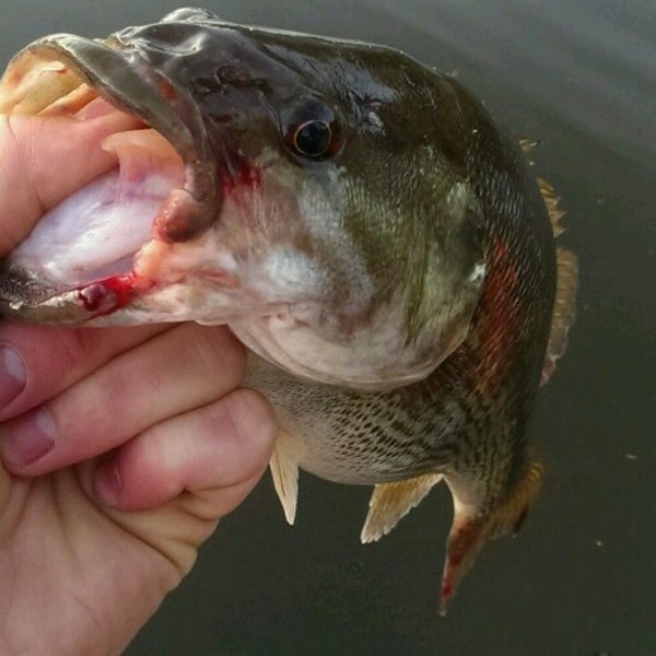 A photo of Dirk 's catch