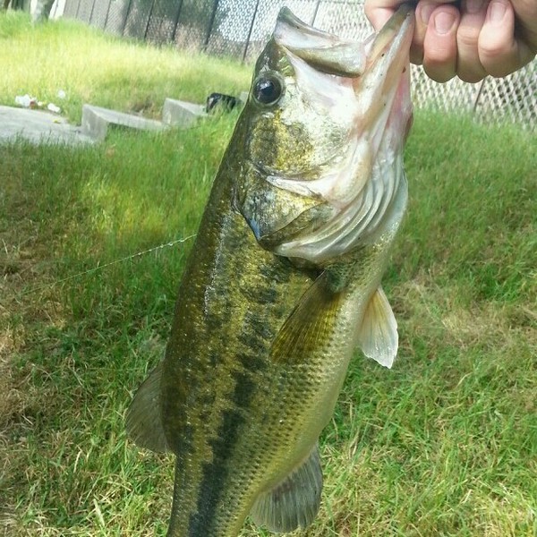 A photo of Logan Glenn's catch