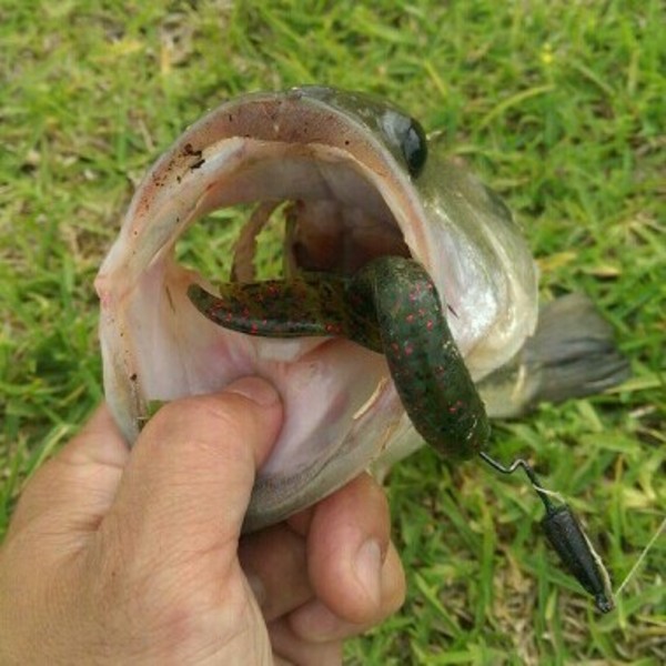 A photo of Hai Nguyen's catch