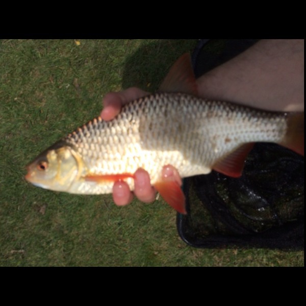 A photo of Chuck LaBruna's catch