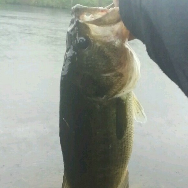 A photo of medo l's catch