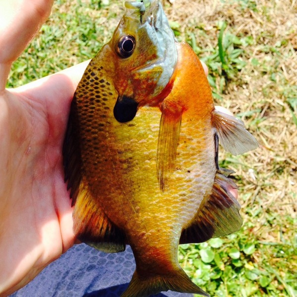 A photo of Kaiyak_'s catch