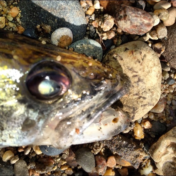 A photo of m_raab's catch