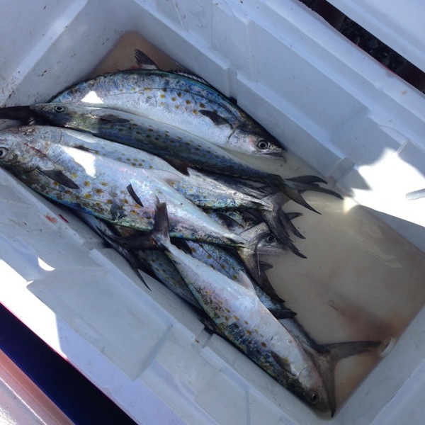 A photo of b0okevin's catch