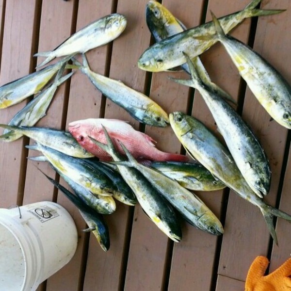 A photo of drew_hoogendam's catch