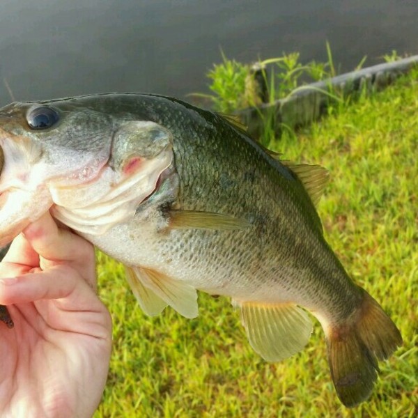 A photo of jacobw's catch