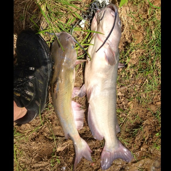 A photo of Nathan  Proske's catch