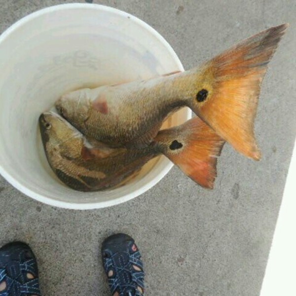A photo of Lindsey Griffith's catch