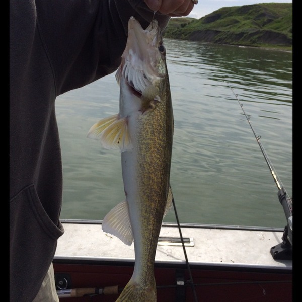 A photo of fishin_gurl's catch