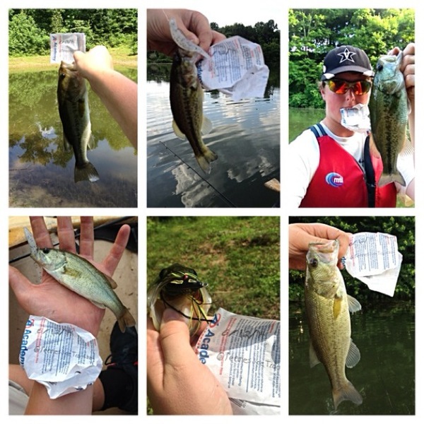 A photo of TennesseeTroutboy's catch