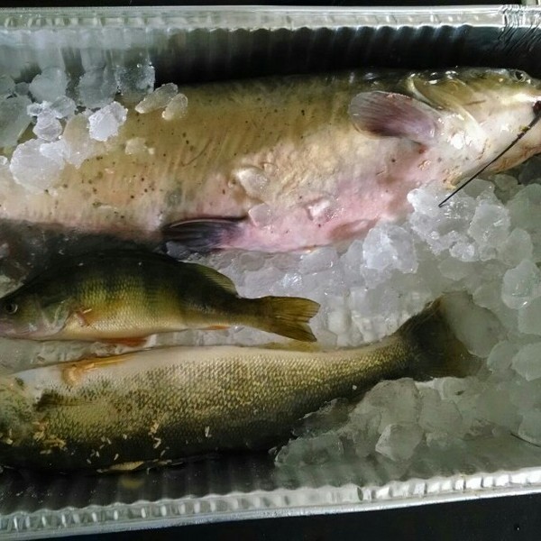 A photo of sipro's catch