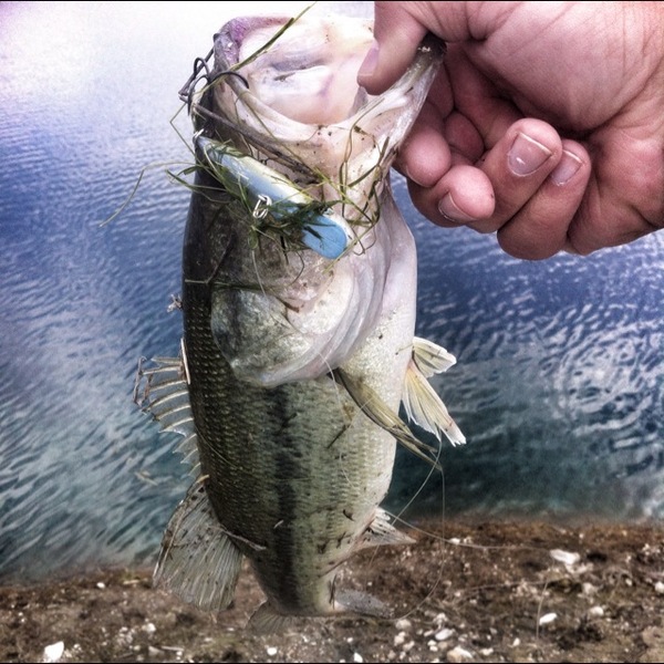 A photo of JWelch's catch