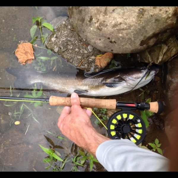 A photo of wesro's catch