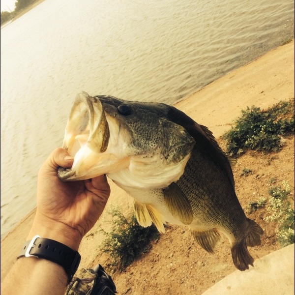 A photo of Kyle211's catch