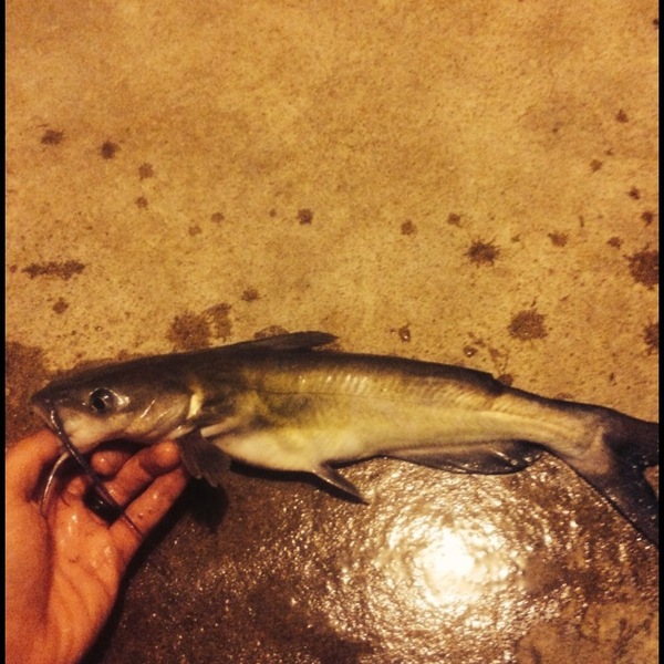 A photo of Kyle211's catch