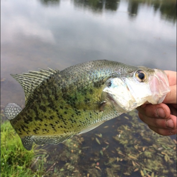 A photo of Ruble67's catch