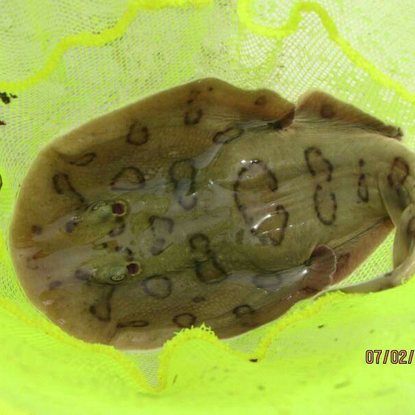 A photo of jacobw's catch