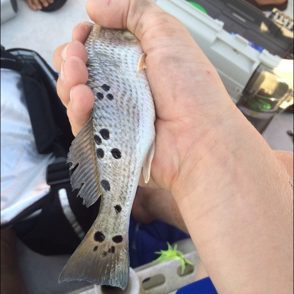 A photo of peyton sams's catch