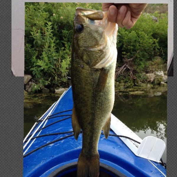 A photo of Kev1107's catch