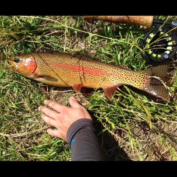 A photo of bauzer's catch