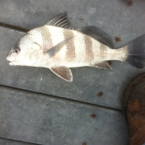 A photo of Marcos  Vasquez 's catch