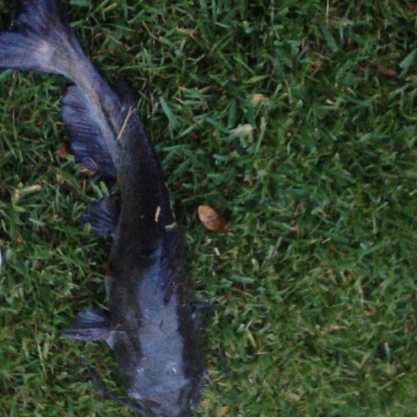 A photo of fishinSC's catch