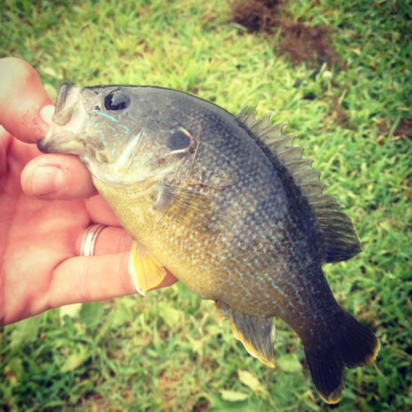 A photo of Cameron Cameron's catch
