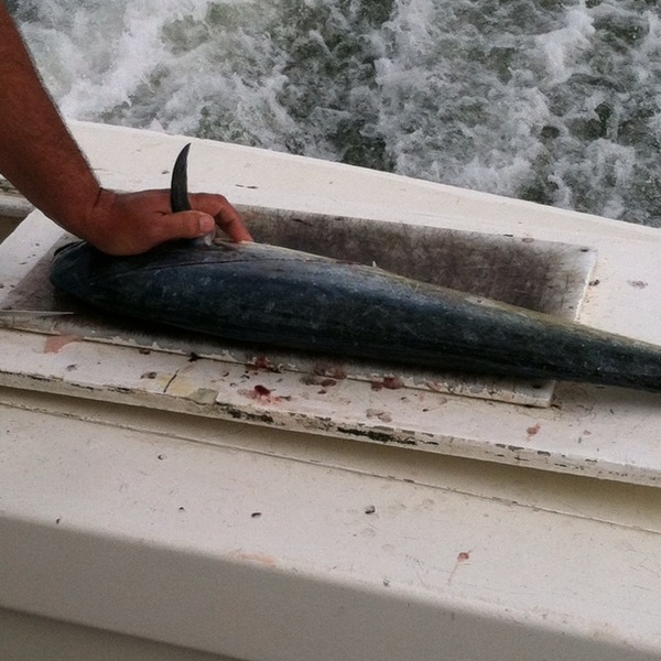 A photo of Kenneth_Matthews29's catch