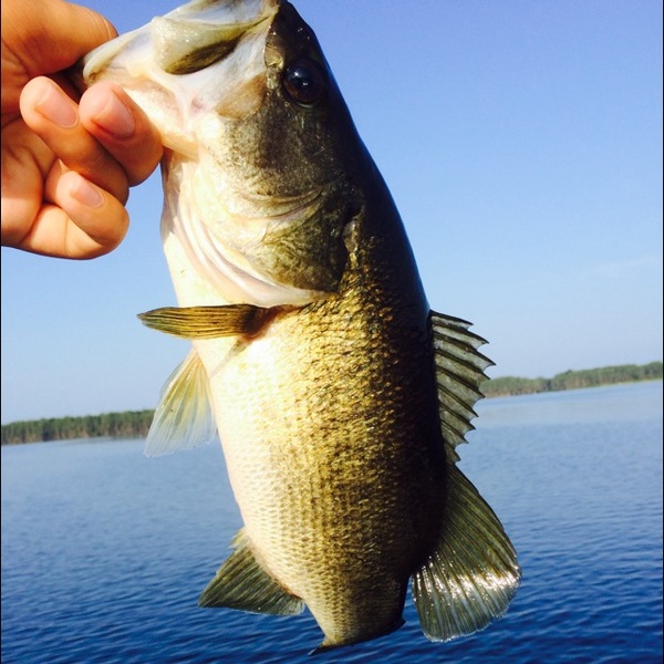 A photo of kyle0514's catch