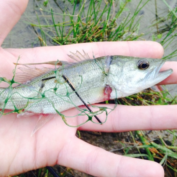 A photo of CJ Krawiec's catch