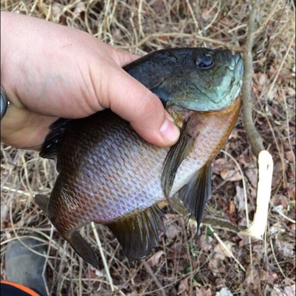A photo of Ricky Lucas's catch