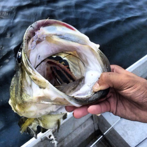 A photo of basschamp's catch