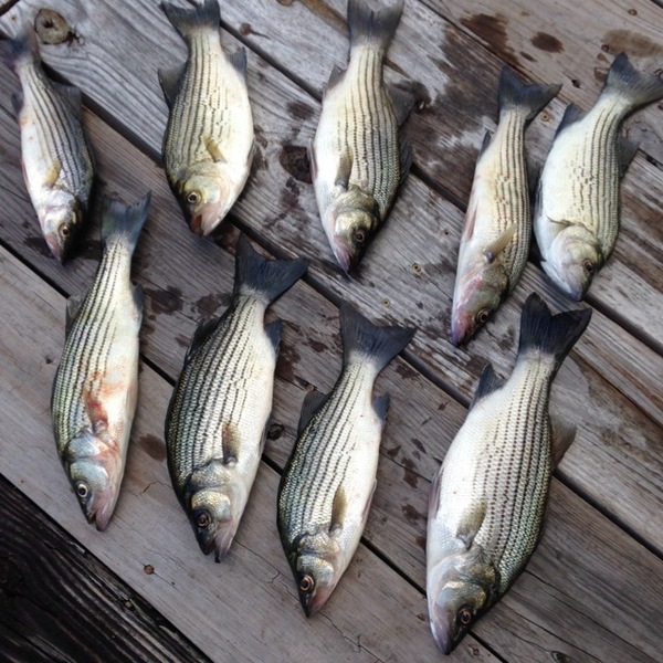 A photo of ChasinTails904's catch